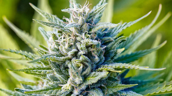 Blue Dream Strain Guide: Effects, History, Culture | LITTO