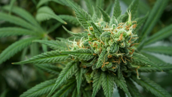 Know Your Rights: California Cannabis Laws in 2026