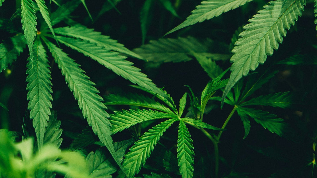 Evolution of Weed: Apple Pipes, Joints, Vapes, Portable Dabs?