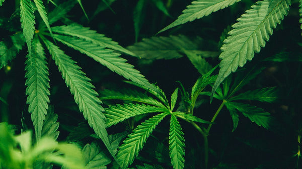 Evolution of Weed: Apple Pipes, Joints, Vapes, Portable Dabs?
