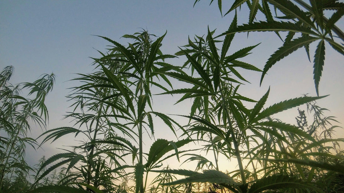 Hemp Ban Snuck In Bill To Reopen Government - What This Means