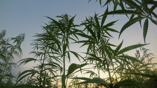Hemp Ban Snuck In Bill To Reopen Government - What This Means