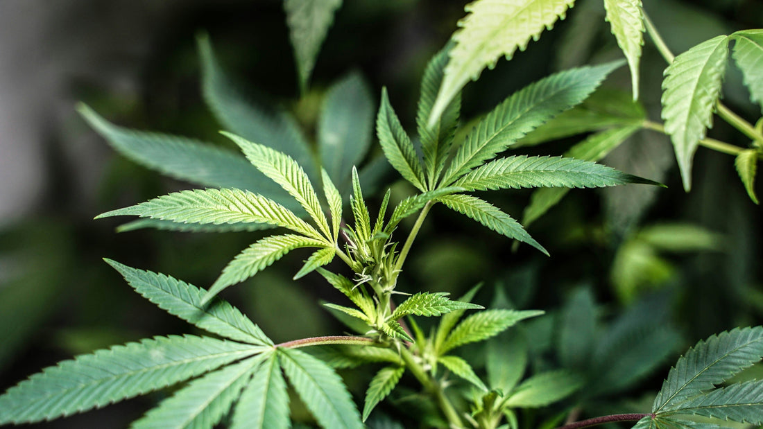 The History of Weed: A Plant That Refused To Stay Illegal