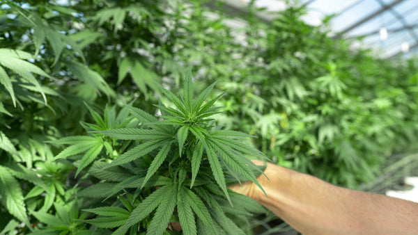Cannabis, Culture, Community: Why Juneteenth Matters