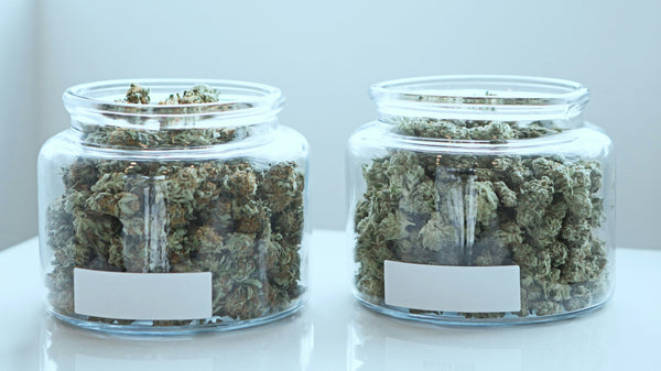 Sativa, Indica, Hybrid: Does Strain Type Even Matter Anymore?