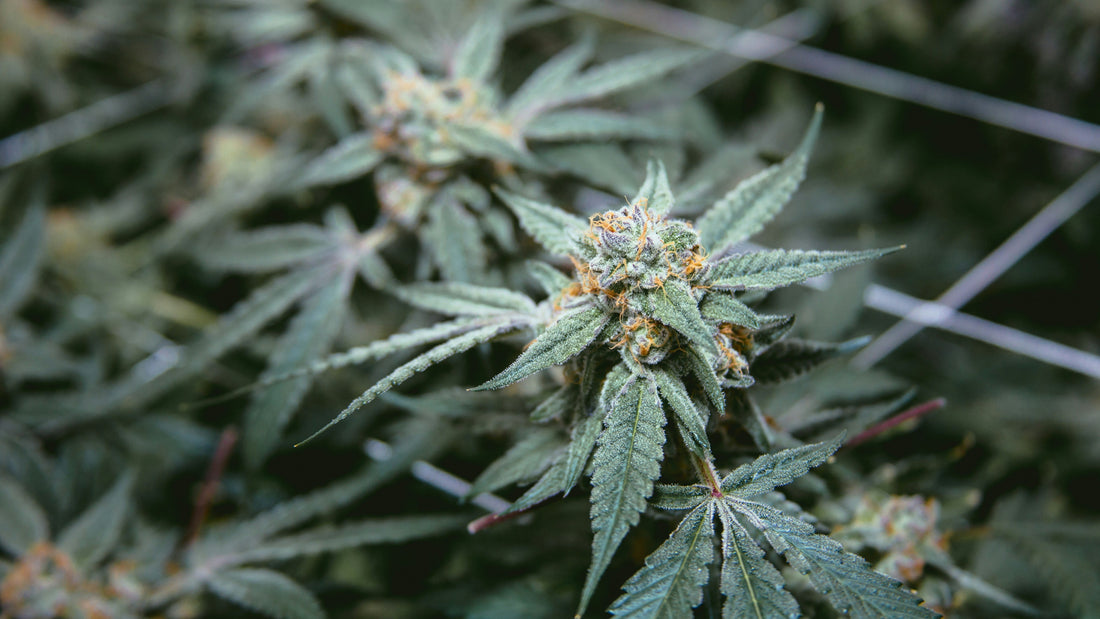 Skywalker OG Strain Guide: Everything You Need to Know