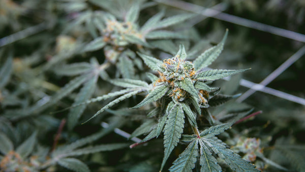 Skywalker OG Strain Guide: Everything You Need to Know